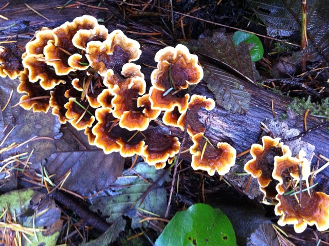 Bracket Fungi (Fomes fomentarius)